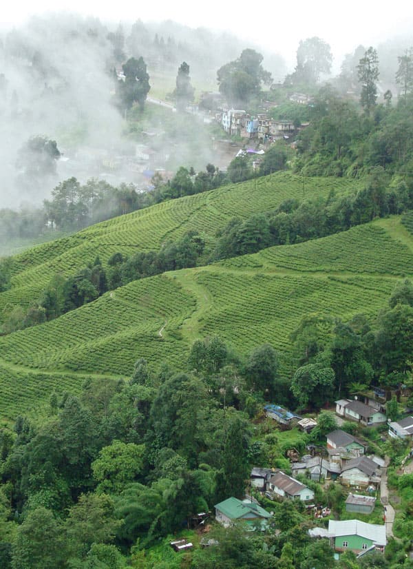 Bijanbari Darjeeling
